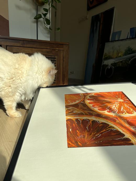 Blood Oranges shown in an interior, for a sense of scale